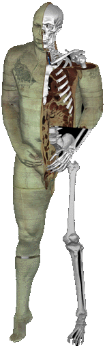 **Segmented Visable Man**