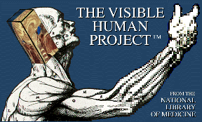 **Visible Human Logo**